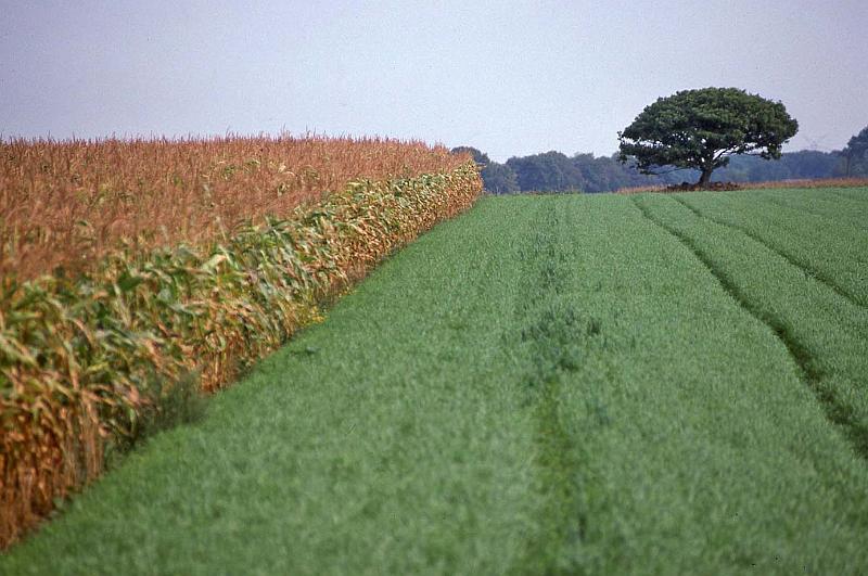 WT 1800 246-34 Germany.jpg